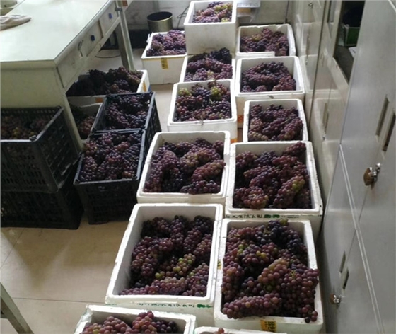 無籽葡萄 無籽葡萄