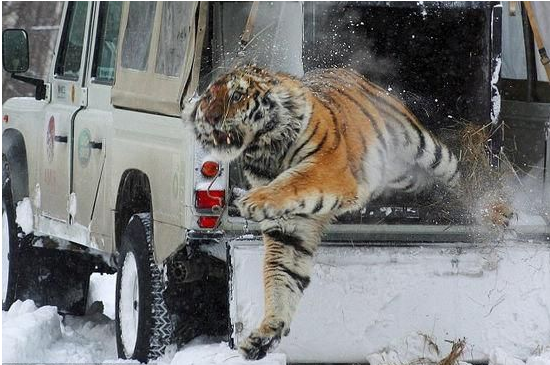 煤炭解困之后嵩陽(yáng)煤機(jī)這是要猛虎出籠？
